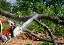 Best Palm Tree Trimming  in Hartsville, SC